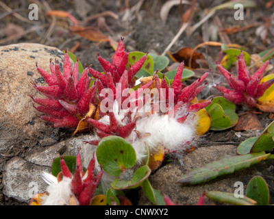 Salix Polaris (Salix Polaris), mit Früchten und Samen, Norwegen, Svalbard Stockfoto