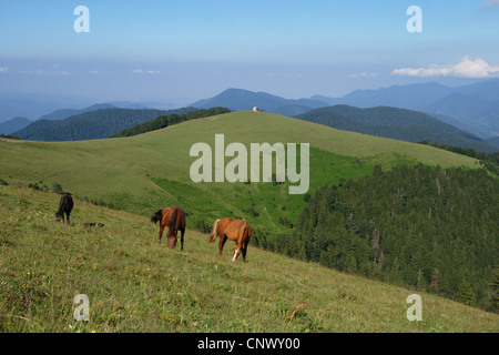 Pferde auf einer Wiese in Borjomi-Kharagauli Nationalpark, Georgien, Kaukasus, weniger davor, Borjomi-Kharagauli Nationalpark Stockfoto