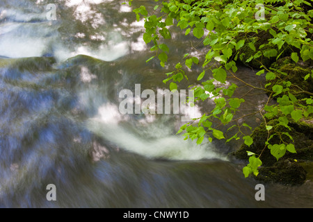 Linde, Linden, Linde (Tilia spec.), Kalk-Filiale über einen fließenden Bach, Jocketa, Vogtlaendische Schweiz, Sachsen, Deutschland / Stockfoto