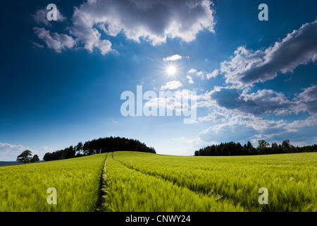 Gerste (Hordeum Vulgare), Mais-Feld unter bewölktem Himmel, Deutschland, Vogtland Stockfoto