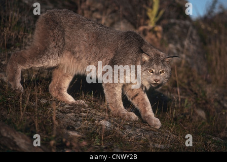 Kanadische Luchs ist eine mittlere Größe wilde Katze, die weitgehend einsamen Jagd am frühen Morgen und späten Abend ist. Stockfoto