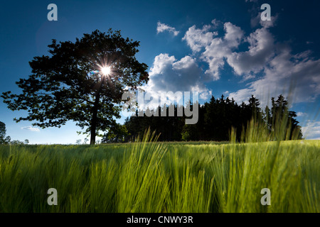 Gerste (Hordeum Vulgare), Mais-Feld im Morgenlicht, Deutschland, Vogtland Stockfoto