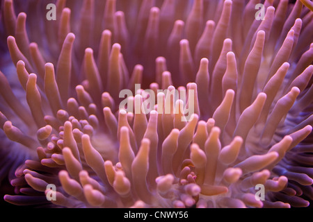 4-farbigen Anemone, Bubble-tip Anemone, die Glühbirne-tip Anemone, Birne-tentacle Seeanemone, kastanienbraun Anemone (Entacmaea quadricolor), Nahaufnahme Stockfoto