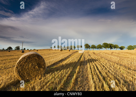 Heuballen auf einem Stoppelfeld im Abendlicht, Deutschland, Sachsen, Vogtlaendische Schweiz Stockfoto