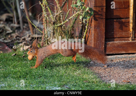 Europäische Eichhörnchen, eurasische rote Eichhörnchen (Sciurus Vulgaris), ausgeführt durch einen Garten mit einer Walnuss im Mund, Deutschland Stockfoto