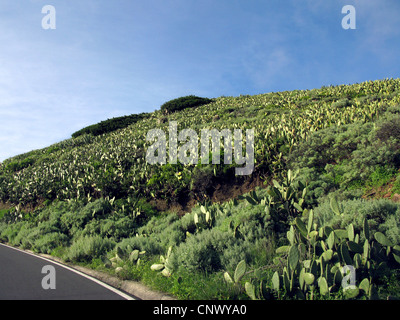 Indische Feigen, Cactus Pear (Opuntia Ficus-Indica, Opuntia Ficus-Barbarica), eingebürgert in saftigen Zone, Kanarische Inseln, Gomera, Alojero Stockfoto