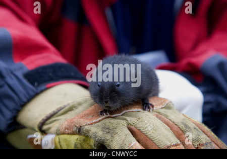 Europäische Wasser-Wühlmaus, nördlichen Schermaus (Arvicola Terrestris), Wissenschaftler untersucht ein Hochland Schermaus, Großbritannien, Schottland, Cairngorm National Park Stockfoto