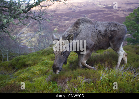 Elch, Europäischen Elch (Alces Alces Alces), im Wald, Surfen Alladale Wilderness Reserve, Sutherland, Schottland, Vereinigtes Königreich Stockfoto