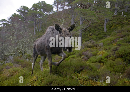 Elch, Europäischen Elch (Alces Alces Alces), zu Fuß durch den Pinienwald, Alladale Wilderness Reserve, Sutherland, Schottland, Vereinigtes Königreich Stockfoto