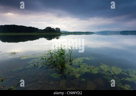 Ufer des Sees Bleiloch mit Gewitterwolken, Deutschland, Thüringen, Bleiloch-Talsperre Stockfoto