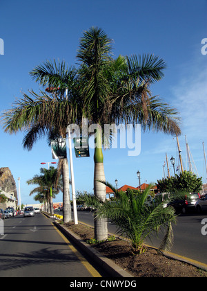 Königspalme (Roystonea Regia, Roystonia Regia), Zierbaum in San Sebastian, Phoenix Canariensis im Vordergrund, Kanarische Inseln, Gomera, San Sebastian De La Gomera Stockfoto