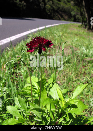 Süße Witwenblume, Mourningbride (Scabiosa Atropurpurea) blühen an einer Straße Grenze, Kanarische Inseln, Gomera Stockfoto