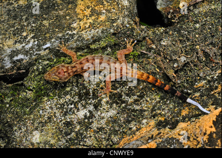 Honduras Blatt-toed Gecko (Phyllodactylus Palmeus), sitzen auf einem Baumstamm, Honduras, Roatan Stockfoto