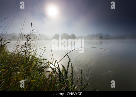 See-Poehl im Morgennebel mit Gräsern und Spinnennetz am See, Deutschland, Sachsen, Vogtland, Talsperre Poehl Stockfoto