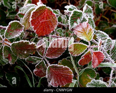 strauchige (Rubus Fruticosus Agg.), Brombeerblätter Blackberry mit Raureif, Deutschland Stockfoto