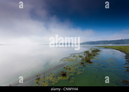 am See morgens Nebel, Deutschland, Sachsen, Vogtland, Talsperre Poehl Stockfoto