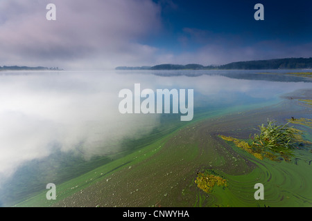 am See morgens Nebel, Deutschland, Sachsen, Vogtland, Talsperre Poehl Stockfoto