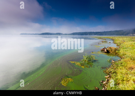 am See morgens Nebel, Deutschland, Sachsen, Vogtland, Talsperre Poehl Stockfoto