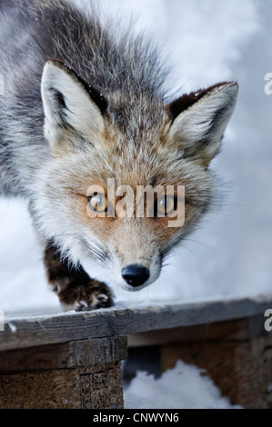 Einen wilden Fuchs in den Alpen im winter Stockfoto