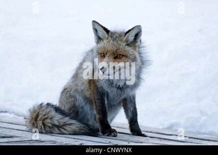 Einen wilden Fuchs in den Alpen im winter Stockfoto