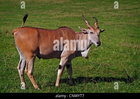 Eland, braunen und weißen wildes Tier an Kamera und bewegte seinen Schwanz im Naturpark Parque de la Naturaleza de Cabárceno, Kantabrien, Spanien, Europa Stockfoto