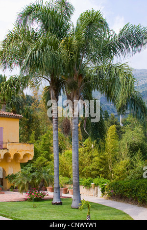 Königspalme (Roystonea Regia, Roystonia Regia), im Jardin Botanique Val Rameh, Frankreich, Menton Stockfoto