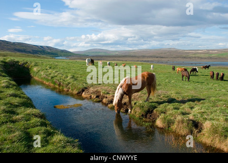 Isländisches Pferd, Island Pony (Equus Przewalskii F. Caballus), trinken aus einem Dirch Herde in den Hintergrund, Island Stockfoto