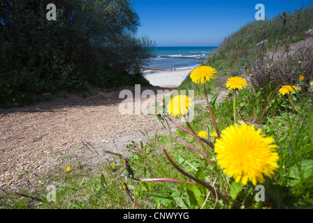 Löwenzahn (Taraxacum spec.), Löwenzahn auf einer Strecke durch die Dünen, Deutschland, Mecklenburg-Vorpommern, Hiddensee Stockfoto