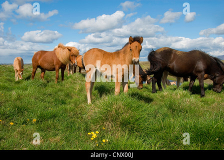 Isländisches Pferd, Island Pony (Equus Przewalskii F. Caballus), Island Ponys auf einer Weide, Island Stockfoto