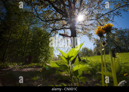 Löwenzahn (Taraxacum spec.), stechen, Brennnessel und Löwenzahn am Wegesrand neben einem Wald, Deutschland, Sachsen, Vogtland Stockfoto