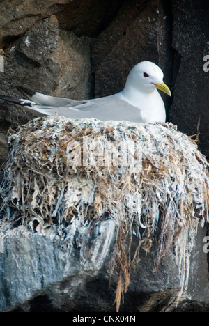 Schwarz-legged Kittiwake (Rissa Tridactyla, Larus Tridactyla), sitzt auf seinem Nest, Island Stockfoto