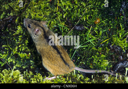 Alten Welt Feldmaus, gestreifte Feldmaus (Apodemus Agrarius), sitzen auf Moos, Deutschland Stockfoto