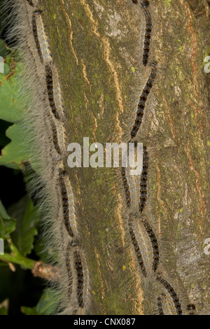 Eiche Eichenprozessionsspinner (Thaumetopoea Processionea), Raupen marschieren auf einem Baumstamm nach oben zu ernähren sich von Blättern, Deutschland Stockfoto