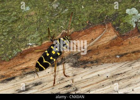 Gelb-verbeugte sich Longhorn Beetle (Plagionotus Arcuatus, Clytus Arcuatus) auf Eichenholz, Deutschland Stockfoto