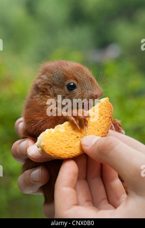 Europäische Eichhörnchen, eurasische Eichhörnchen (Sciurus Vulgaris), verwaiste Welpen in einer Hand Fütterung auf einen Zwieback, Deutschland Stockfoto