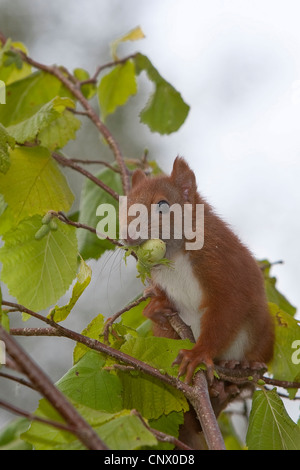 Europäische Eichhörnchen, eurasische Eichhörnchen (Sciurus Vulgaris), Welpen sitzen in ein Haselnuss-Strauch Fütterung auf eine Haselnuss, Deutschland Stockfoto
