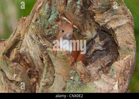 Europäische Eichhörnchen, eurasische Eichhörnchen (Sciurus Vulgaris), pup peering von eine Baumhöhle, Deutschland Stockfoto