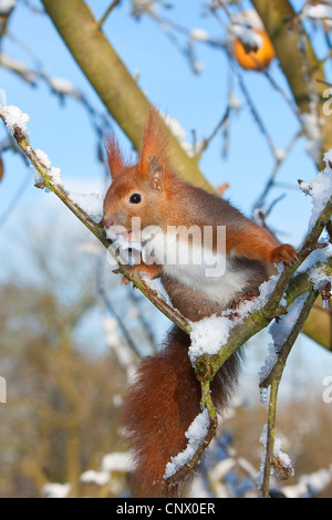 Europäische Eichhörnchen eurasischen rote Eichhörnchen (Sciurus Vulgaris), sitzen auf dem Schnee Zweig im Winter überdacht, Fütterung auf Äpfel, Deutschland Stockfoto