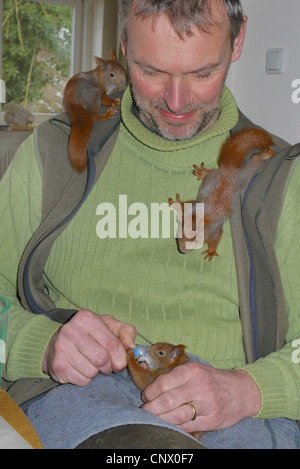 Europäische Eichhörnchen eurasischen rote Eichhörnchen (Sciurus Vulgaris), Mann mit drei verwaiste Jungtiere, füttert man auf Milch Stockfoto