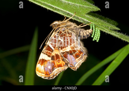 Karte von Schmetterling, Frühling Form (Araschnia Levana F. Levana), weibliche Eiablage auf einer Unterseite ein Nesselblatt, Deutschland Stockfoto