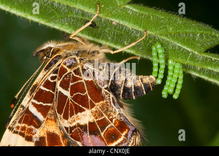 Karte von Schmetterling, Frühling Form (Araschnia Levana F. Levana), weibliche Eiablage auf einer Unterseite ein Nesselblatt, Deutschland Stockfoto