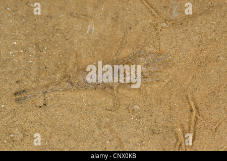 Gemeinsamen Garnelen, gemeinsame europäische Garnelen, Bbrown Garnelen (Crangon Crangon), gut getarnt auf Sand, Deutschland Stockfoto