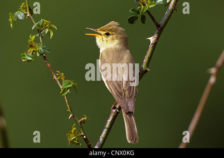 Orpheusspötter (Hippolais Polyglotta), sitzt auf einem Keimling, singen Stockfoto