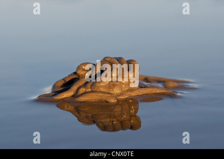 Europäische Lug Wurm, Schlag Lug, Wattwurm (Interpretation Marina), Kot im Wattenmeer, Deutschland Stockfoto