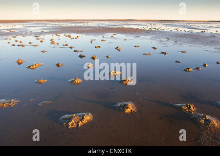 Europäische Lug Wurm, Schlag Lug, Wattwurm (Interpretation Marina), Kot im Wattenmeer, Deutschland Stockfoto