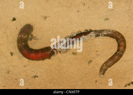 Europäische Lug Wurm, Schlag Lug, Wattwurm (Interpretation Marina), im Wattenmeer, Deutschland Stockfoto