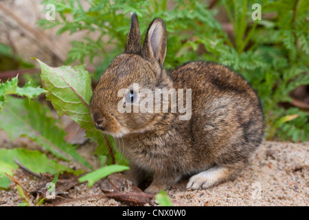 Europäischen Kaninchen (Oryctolagus Cuniculus), Pup, Deutschland Stockfoto