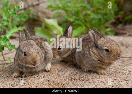 Europäischen Kaninchen (Oryctolagus Cuniculus), drei Welpen sitzen auf Sand, Deutschland Stockfoto