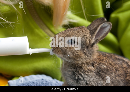 Europäischen Kaninchen (Oryctolagus Cuniculus), Kind füttern einen Welpen mit Milch aus einer Spritze, Deutschland Stockfoto