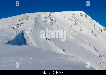 Tracks von Alpenschneehuhn (Lagopus Mutus) auf Ben Macdui. Blick nach Norden über Coire Sputan Dearg (Corrie). Stockfoto